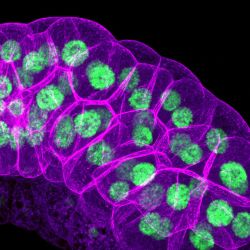 Salivary glands from a <i>Drosophila melanogaster</i> larva