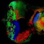 <i>Drosophila melanogaster</i> eye imaginal disc