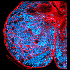 An optical section of a <i>Drosophila melanogaster</i> larval brain showing glia-neuron interactions