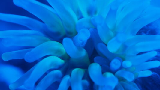 Image of <i>Telmatactis autraliensis</i> under blue light showing expression of GFP-like fluorescent chromoprotein in tentacles.