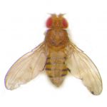 <i>Slimb</i> is required for cell pigmentation and cell survival