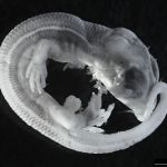 Inside the egg – Development of <i>Acritoscincus duperreyi</i> (Eastern three-lined skink)