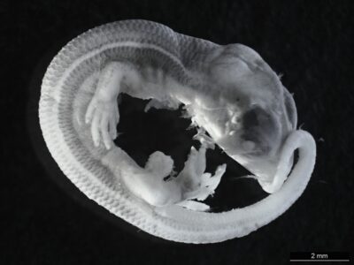 Inside the egg – Development of <i>Acritoscincus duperreyi</i> (Eastern three-lined skink)