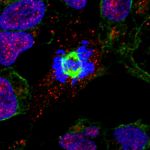 Dividing testis cell