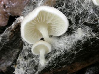 Fruit bodies of the holotype of <i>Entoloma ravinensis</i> in situ (Image © David Catcheside)