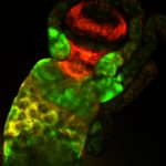 <i>Drosophila</i> alimentary canal expressing stress pathways in response to insecticides.