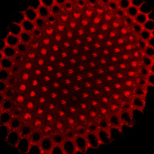 Confocal micrograph of a <i>Drosophila</i> eye