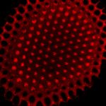 Confocal micrograph of a <i>Drosophila</i> eye