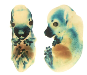 Functional resurrection of DNA under convergent positive selection in the Tasmanian tiger and grey wolf