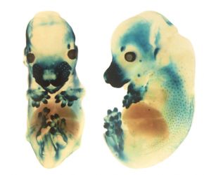 Functional resurrection of DNA under convergent positive selection in the Tasmanian tiger and grey wolf