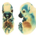 Functional resurrection of DNA under convergent positive selection in the Tasmanian tiger and grey wolf