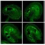 The development of <i>Arabidopsis thaliana</i> ovule from two nucleate stage up to early globular stage