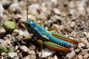 <i>Koscuiscola tristis</i> male grasshopper thermoregulating.
