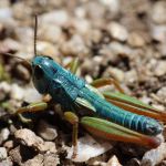 <i>Koscuiscola tristis</i> male grasshopper thermoregulating.