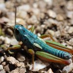 <i>Koscuiscola tristis</i> male grasshopper thermoregulating.