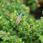 <i>Koscuiscola tristis</i> resting on a bush