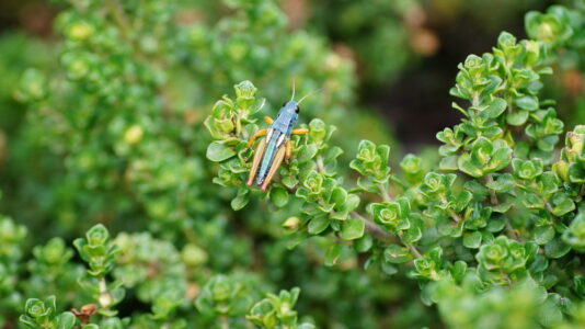 <i>Koscuiscola tristis</i> resting on a bush