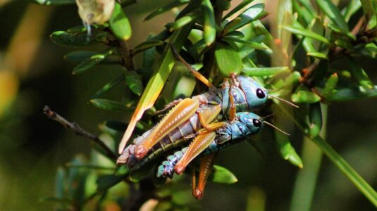 <i>Koscuiscola tristis</i> mating pair (female larger, male smaller)