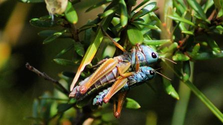 <i>Koscuiscola tristis</i> mating pair (female larger, male smaller)