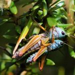 <i>Koscuiscola tristis</i> mating pair (female larger, male smaller)