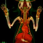 3D image of an 8-month-old Tasmanian devil, reconstructed based on whole-body CT scans
