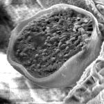 Inside a wheat pollen grain