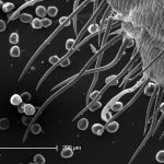Wheat stigma cells and pollens