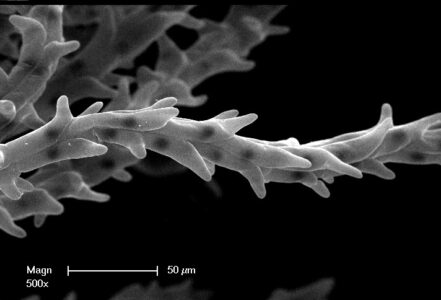 Cells of a wheat stigma