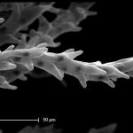 Cells of a wheat stigma