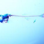 Bone and cartilage in a 40-day old zebrafish (<i>Danio rerio</i>)