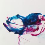 Bone and cartilage in a 40-day old zebrafish (<i>Danio rerio</i>)