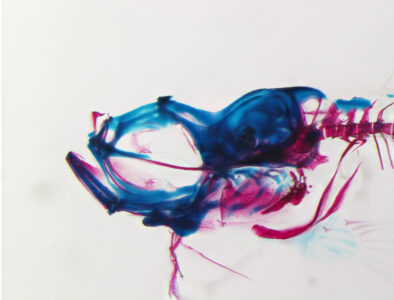 Bone and cartilage in a 40-day old zebrafish (<i>Danio rerio</i>)