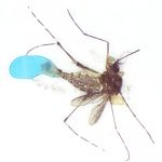 An <i>Aedes aegypti</i> mosquito marked with blue dye