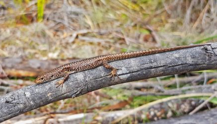 A spotted skink (<i>Carinascincus ocellatus</i>) basking in the wild.