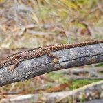 A spotted skink (<i>Carinascincus ocellatus</i>) basking in the wild.