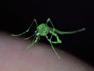 <i>Aedes aegypti</i> mosquito marked with fluorescent powder