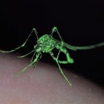 <i>Aedes aegypti</i> mosquito marked with fluorescent powder