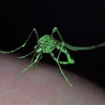 <i>Aedes aegypti</i> mosquito marked with fluorescent powder